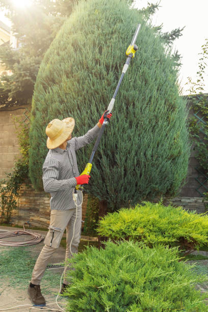 Professional  Tree Services in Lanham, MD